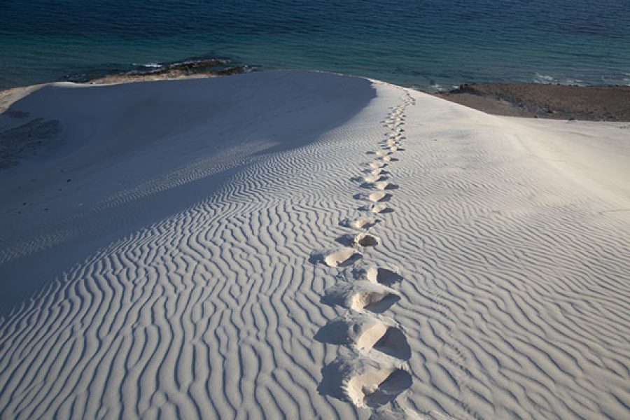 LAND OF FRANKINCENSE (Socotra)
