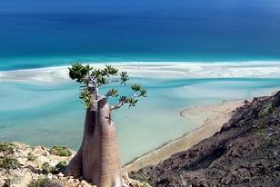 FRANKINCENSE ROUTE (Socotra)