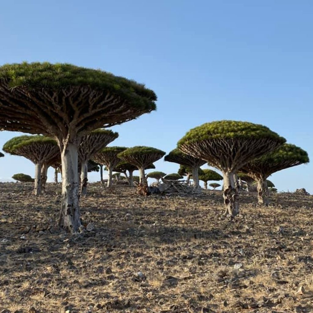 DAY: – 1 .. /SOCOTRA (FLIGHT) AYHAFT – DELISHA – HADIBOO