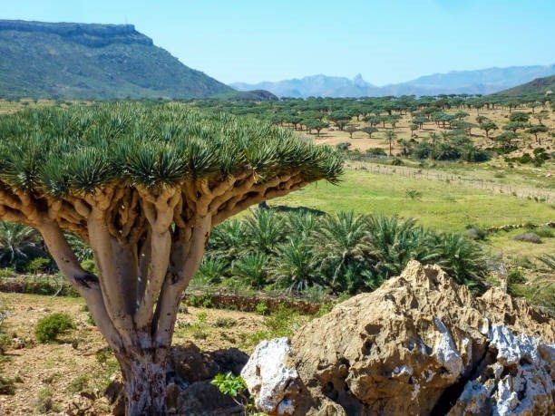 DAY 2 – HADIBOO- QARYA LAGOON- HOMHIL – WADI AREHER – HADIBOO
