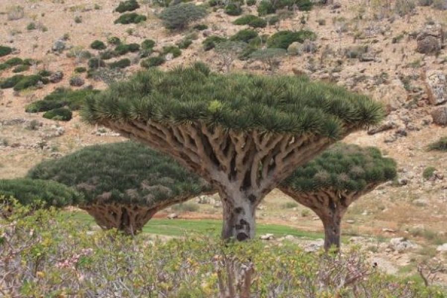 LAND OF FRANKINCENSE (Socotra)